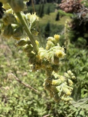 Artemisia douglasiana
