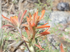 Castilleja integra