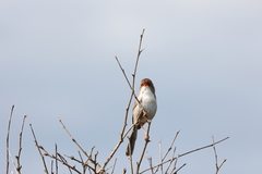 Malurus cyaneus