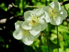 Parnassia palustris