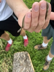 Thamnophis elegans vagrans