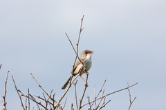 Malurus cyaneus