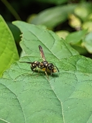 Parancistrocerus