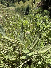 Artemisia douglasiana