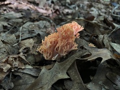 Ramaria formosa