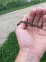 Thamnophis elegans vagrans