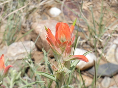 Castilleja integra