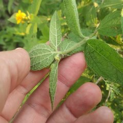 Lasianthaea ceanothifolia