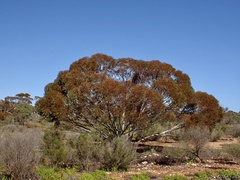 Eucalyptus oleosa oleosa