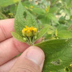 Lasianthaea ceanothifolia