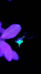 Micrathena sagittata