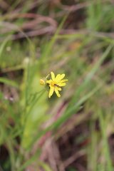 Toxomerus marginatus