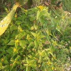 Lasianthaea ceanothifolia