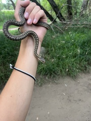 Thamnophis elegans vagrans
