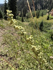 Artemisia douglasiana