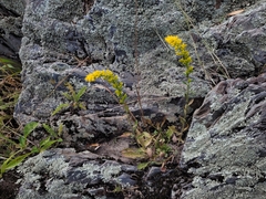 Solidago nemoralis