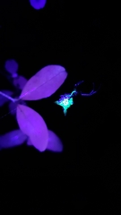 Micrathena sagittata