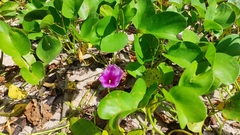 Ipomoea pes-caprae
