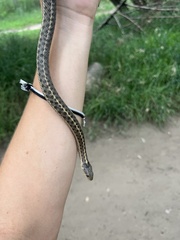 Thamnophis elegans vagrans
