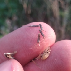 Lasianthaea ceanothifolia