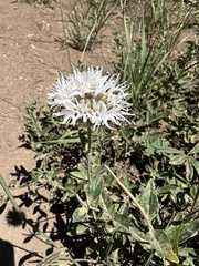 Monardella odoratissima