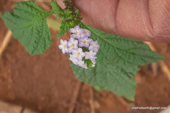 Plantae