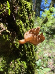 Gyromitra infula