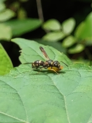 Parancistrocerus