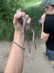 Thamnophis elegans vagrans
