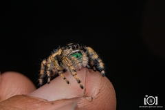 Phidippus workmani