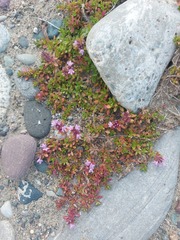 Thymus altaicus