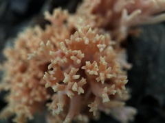 Ramaria formosa