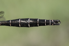 Somatochlora albicincta