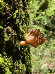 Gyromitra infula
