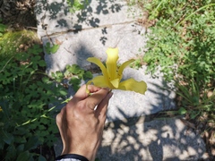 Hemerocallis citrina