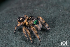 Phidippus workmani