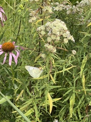 Colias philodice