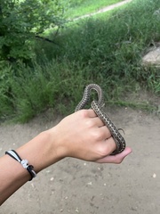 Thamnophis elegans vagrans