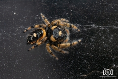 Phidippus workmani