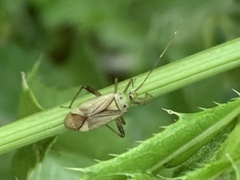 Adelphocoris quadripunctatus
