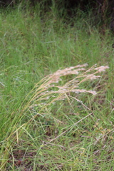 Andropogon