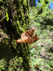 Gyromitra infula