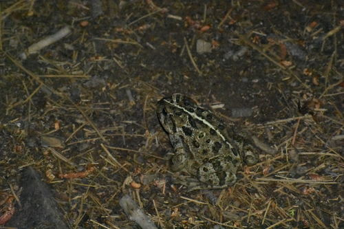iNaturalist observation photo of Western Toad
