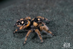 Phidippus workmani