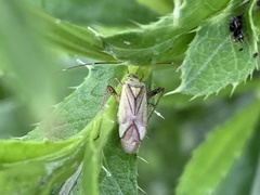Adelphocoris quadripunctatus