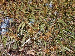 Eucalyptus oleosa oleosa