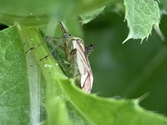 Adelphocoris quadripunctatus