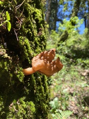 Gyromitra infula