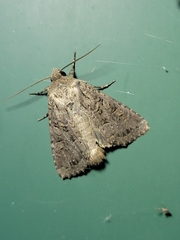 Apamea devastator