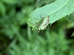 Adelphocoris quadripunctatus